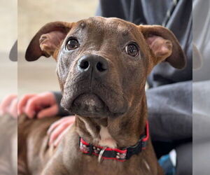 Mutt Dogs for adoption in Jefferson, WI, USA