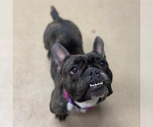 French Bulldog Dogs for adoption in Aurora, CO, USA