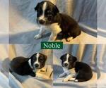 Small #8 Border Collie