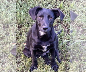 Mutt Dogs for adoption in Okolona, MS, USA