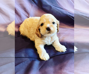 Cocker Spaniel Puppy for sale in LAKE RIDGE, VA, USA