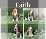 Small Photo #3 Basset Hound Puppy For Sale in MURRIETA, CA, USA