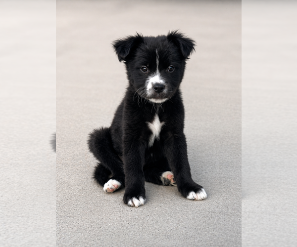 Medium Photo #7 Borador Puppy For Sale in Sandy, UT, USA