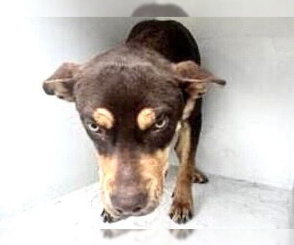 Medium Photo #2 Labrador Retriever-Unknown Mix Puppy For Sale in Houston, TX, USA