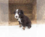 Small #8 Australian Shepherd