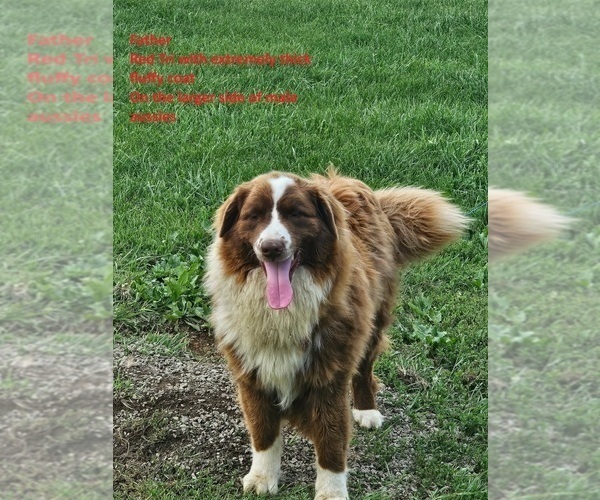 Medium Photo #1 Australian Shepherd Puppy For Sale in FLEMINGSBURG, KY, USA