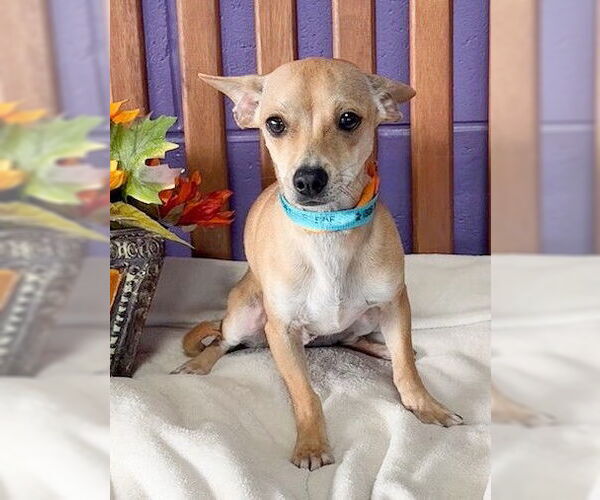 Medium Photo #3 Chihuahua-Unknown Mix Puppy For Sale in Genesee, WI, USA