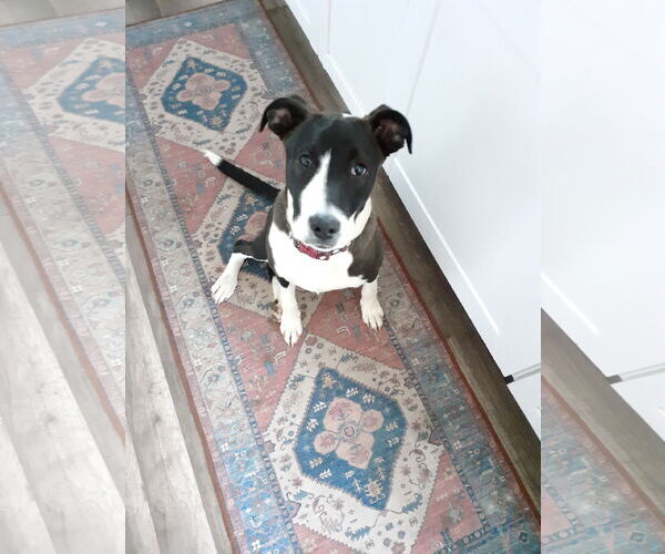 Medium Photo #5 American Pit Bull Terrier-Unknown Mix Puppy For Sale in Binghamton, NY, USA