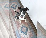 Small #4 American Pit Bull Terrier Mix