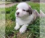 Small #1 Pembroke Welsh Corgi
