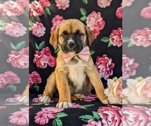 Boerboel Puppy for sale in OXFORD, PA, USA