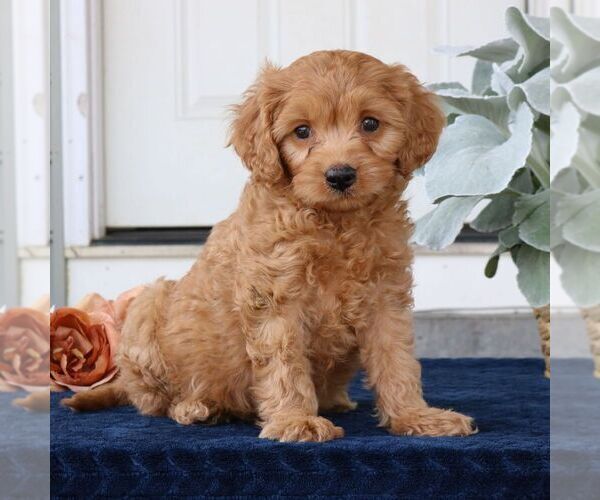 Medium Photo #3 Cavapoo Puppy For Sale in NARVON, PA, USA
