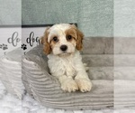 Small Cavapoo