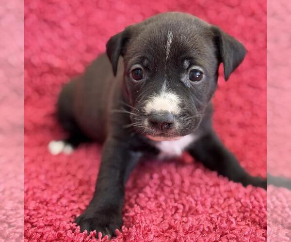 Medium Photo #2 Colonial Cocker Spaniel-Unknown Mix Puppy For Sale in San Diego, CA, USA