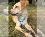 Small #4 Dachshund Mix