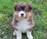 Small #1 Australian Shepherd