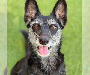 Mutt Dogs for adoption in San Diego, CA, USA