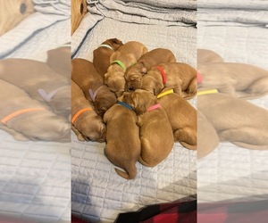 Golden Retriever Puppy for sale in HORSEHEADS, NY, USA