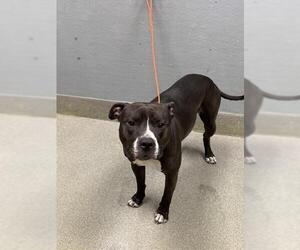 Mutt Dogs for adoption in Las Vegas, NV, USA