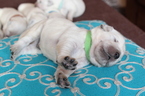 Small Photo #1 Golden Retriever Puppy For Sale in KINGSTON, WA, USA