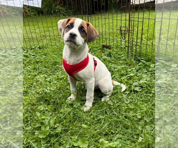 Medium Photo #1 Bulldog-Labrador Retriever Mix Puppy For Sale in SHERBURNE, NY, USA