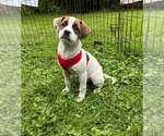 Puppy E (NY-Emily) - Female Bulldog-Labrador Retriever Mix Dog for Adoption - Small photo