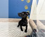 Small Photo #4 Labrador Retriever-Unknown Mix Puppy For Sale in Tracy City, TN, USA