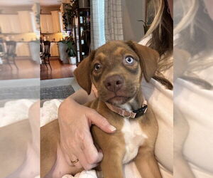 Labmaraner Dogs for adoption in Mechanicsburg, PA, USA
