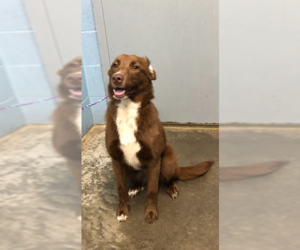 Borador Dogs for adoption in Evansville, IN, USA