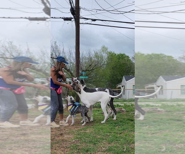 Medium Photo #3 Mutt Puppy For Sale in Bullard, TX, USA
