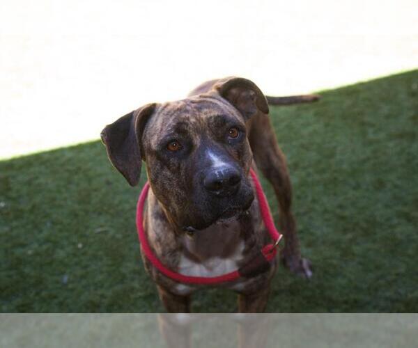 Medium Photo #3 American Bandogge mastiff Puppy For Sale in Moreno Valley, CA, USA