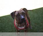 Small #2 American Bandogge mastiff