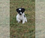 Small Photo #8 Jack Russell Terrier Puppy For Sale in APPLE GROVE, WV, USA
