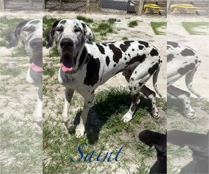 Great Dane Dogs for adoption in Palm Beach, FL, USA