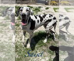 Small Great Dane