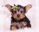 Small Photo #42 Yorkshire Terrier Puppy For Sale in WARSAW, IN, USA