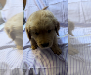 Golden Retriever Puppy for sale in SUN VALLEY, NV, USA