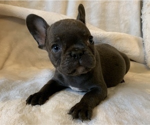 French Bulldog Puppy for sale in JOHNS ISLAND, SC, USA