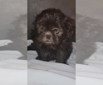 Small #9 Shih Tzu