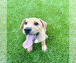 Small Photo #4 Labrador Retriever-Unknown Mix Puppy For Sale in Houston, TX, USA