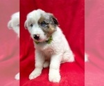 Small #3 Australian Shepherd