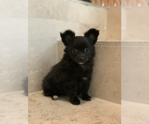 Medium Photo #7 Chihuahua Puppy For Sale in HOUSTON, TX, USA