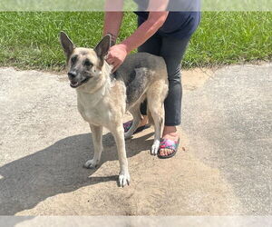 German Shepherd Dog Dogs for adoption in Ocala, FL, USA