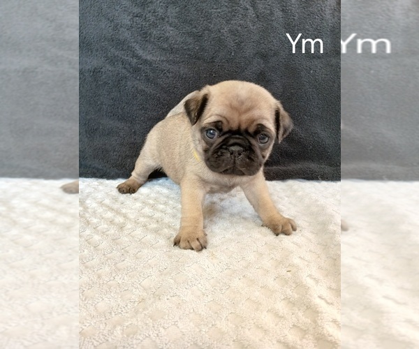 Medium Photo #7 Pug Puppy For Sale in EDGAR, WI, USA