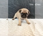 Small #6 Pug