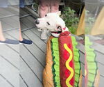 Small #1 Mutt
