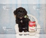 Small Photo #16 Australian Shepherd-Poodle (Toy) Mix Puppy For Sale in SANGER, TX, USA