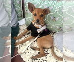Small Chihuahua Mix