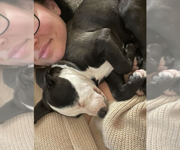 Medium Photo #12 American Pit Bull Terrier-Labrador Retriever Mix Puppy For Sale in Brewster, NY, USA