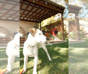 Maicena - Female Mutt Dog for Adoption - Photo #23